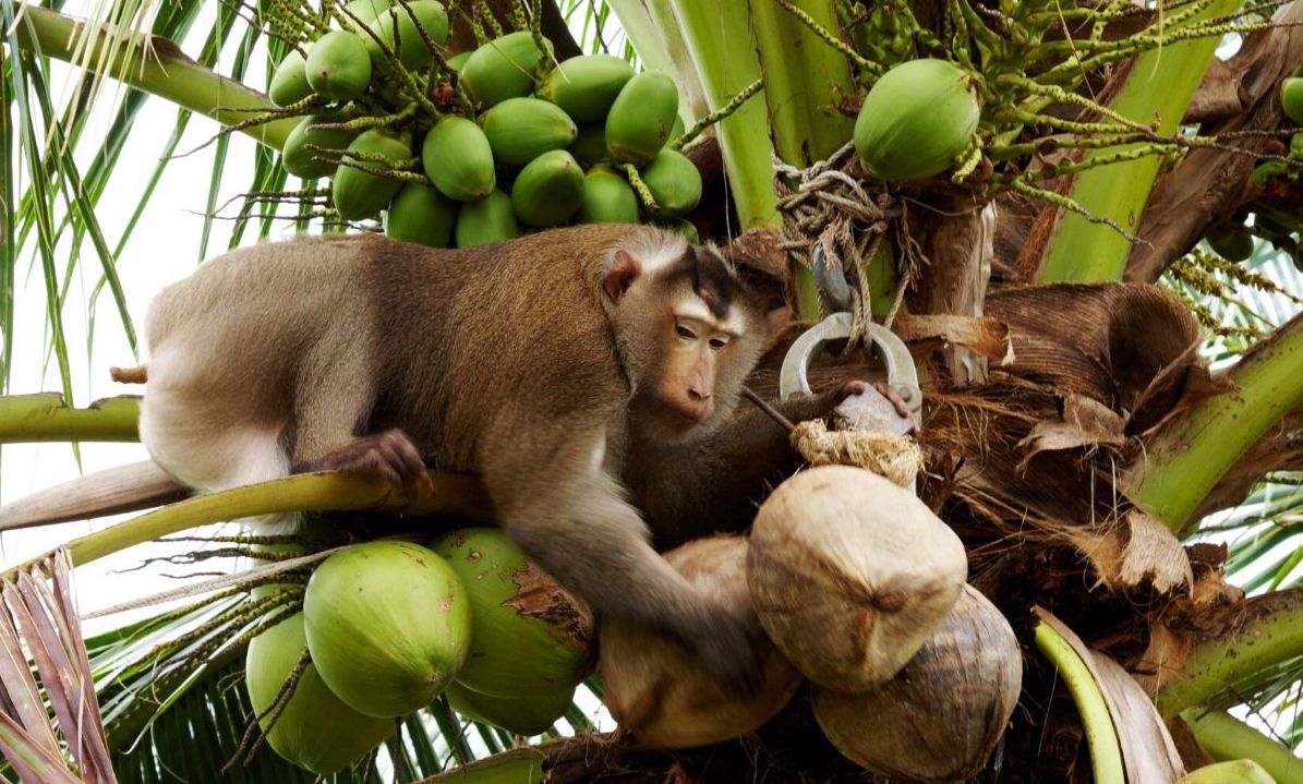 Did a Monkey Pick Your Coconuts - The Myths and Truths