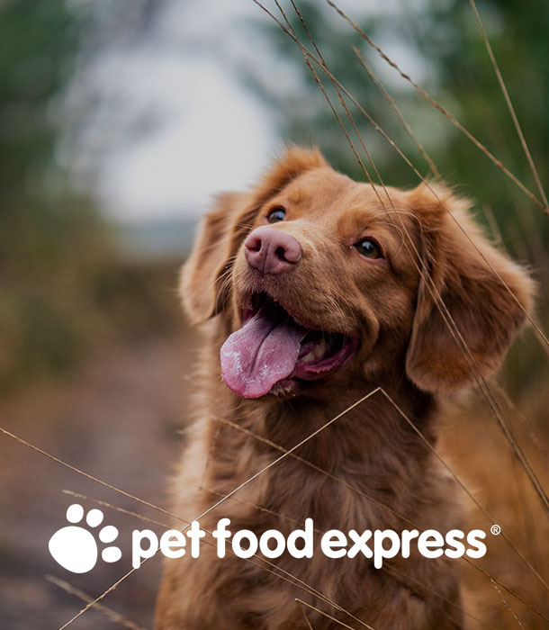 Pet Food Express design project